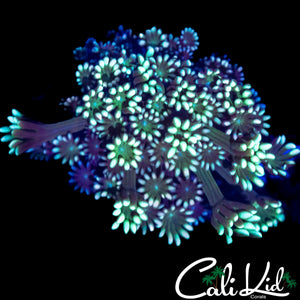 RAINBOW ALVEOPORA