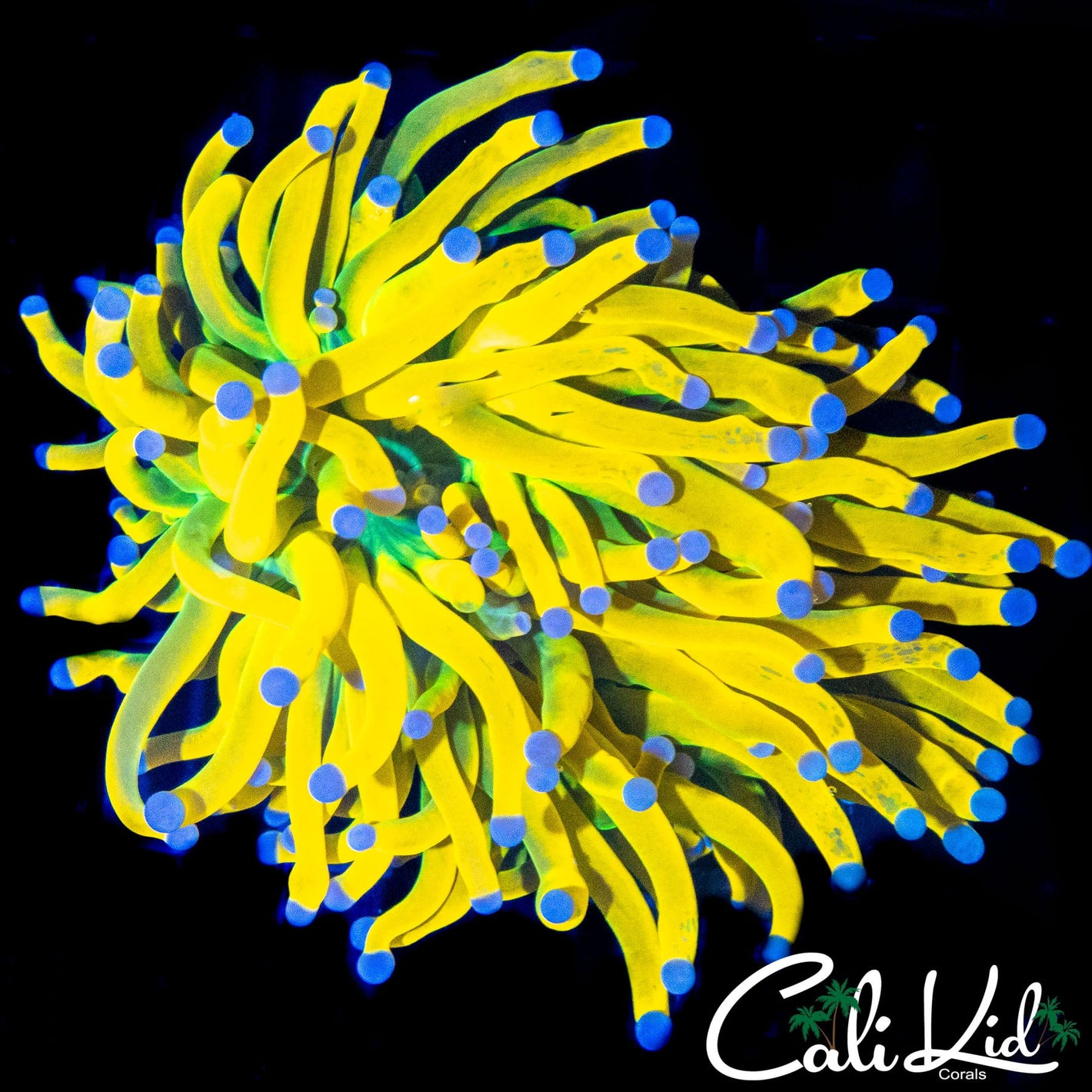 RARE MALAYSIAN GRAFTED TORCH