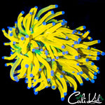 RARE MALAYSIAN GRAFTED TORCH