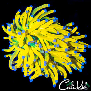 RARE MALAYSIAN GRAFTED TORCH