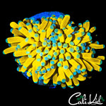 TEAL TIP BANANA TORCH