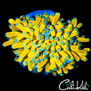 TEAL TIP BANANA TORCH