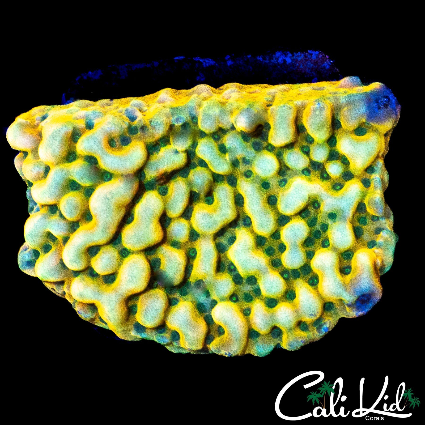 RAINBOW PHOENIX MONTI CHUNK