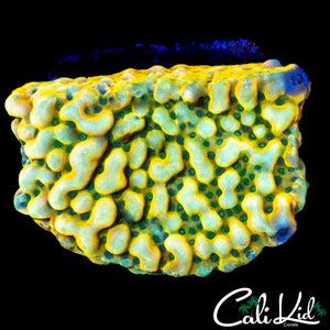 RAINBOW PHOENIX MONTI CHUNK
