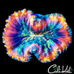 STUNNING MASTER TRACHY