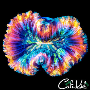 STUNNING MASTER TRACHY