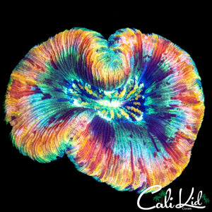 PASTEL RAINBOW TRACHY