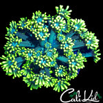 SUPER BRIGHT LEMON LIME GONI