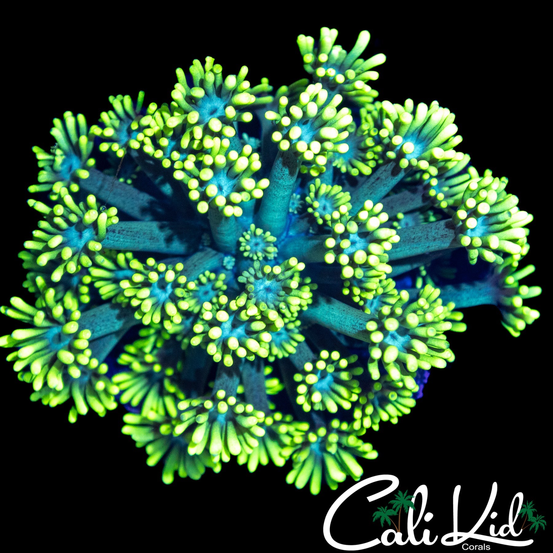 SUPER BRIGHT LEMON LIME GONI