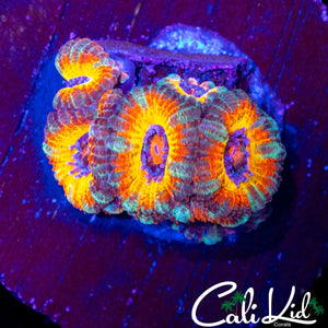 ULTIMATE RAINBOW ACAN MINI COLONY
