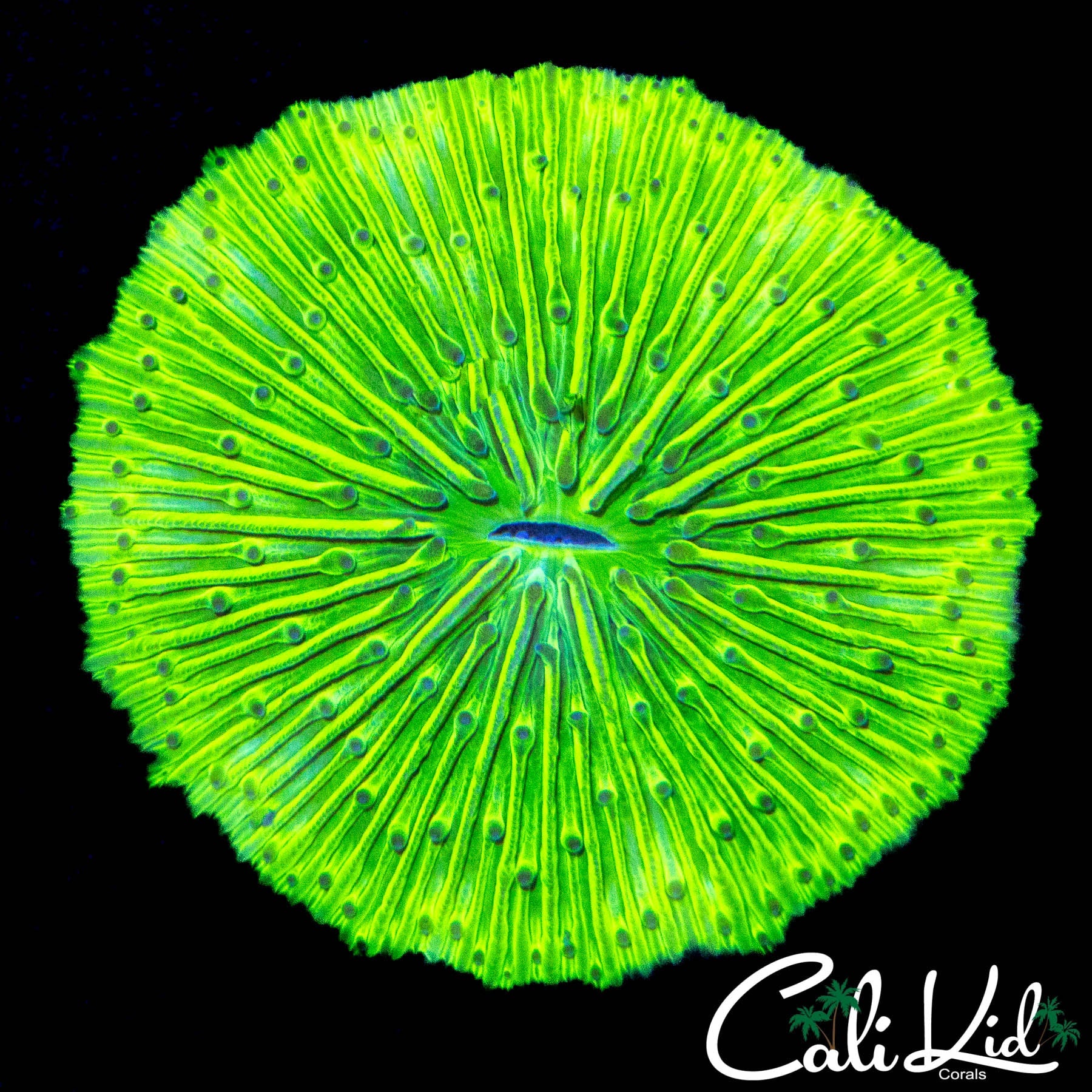 STUNNING ULTRA PLATE