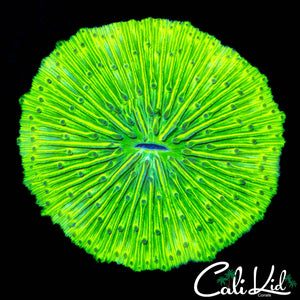 STUNNING ULTRA PLATE