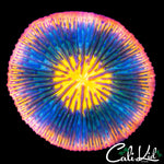 RAINBOW RIM PLATE