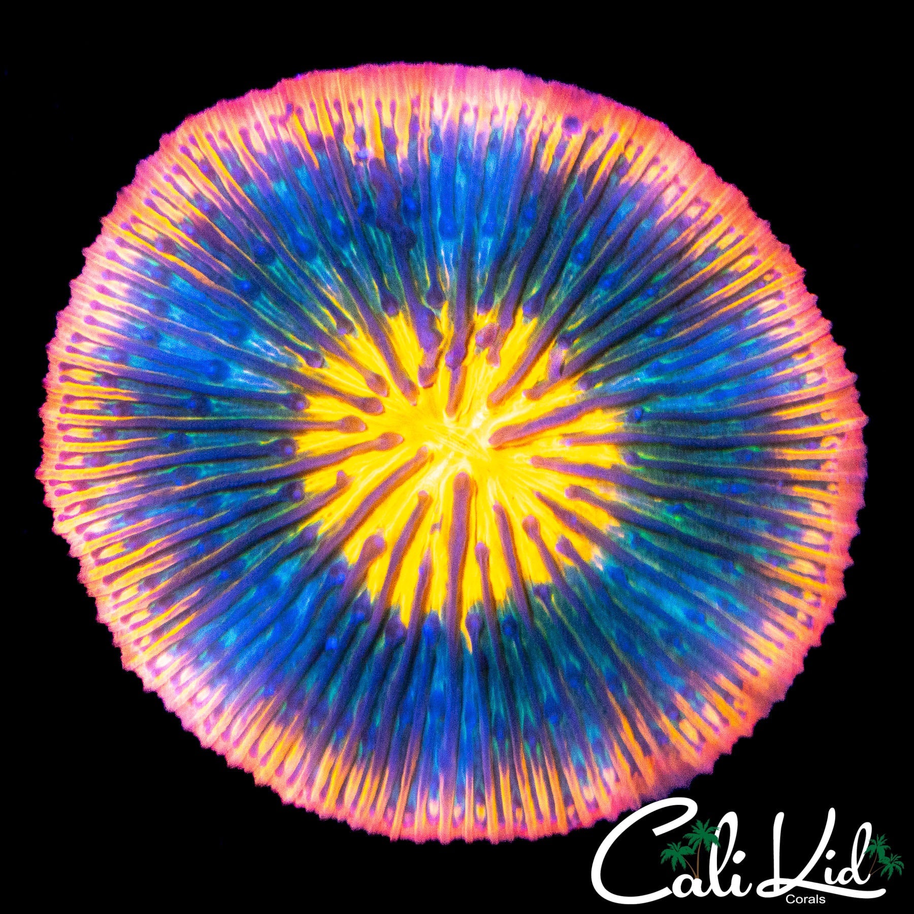 RAINBOW RIM PLATE