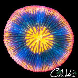 RAINBOW RIM PLATE