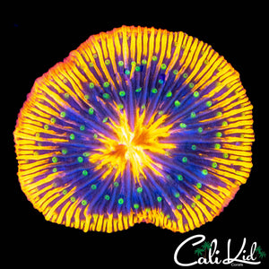 RARE STARGAZER FUNGIA