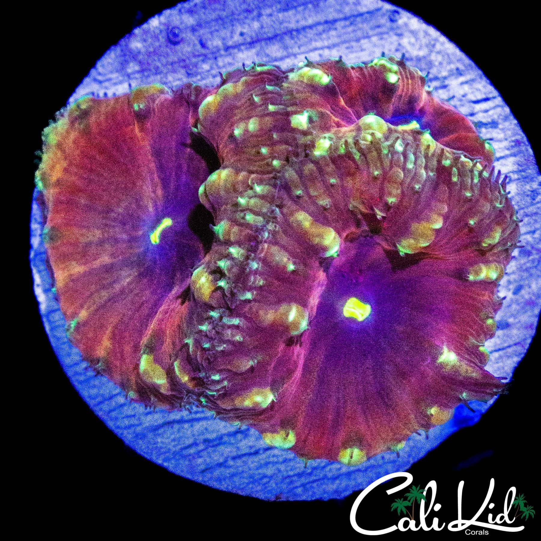 ROSE JEWEL BLASTO TRIPLE