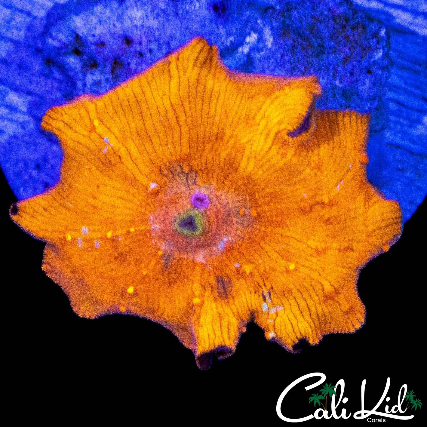 RAINBOW SPECKLED DISCO SHROOM