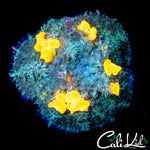 LARGE MYSTERY BOUNCE MUSHROOM