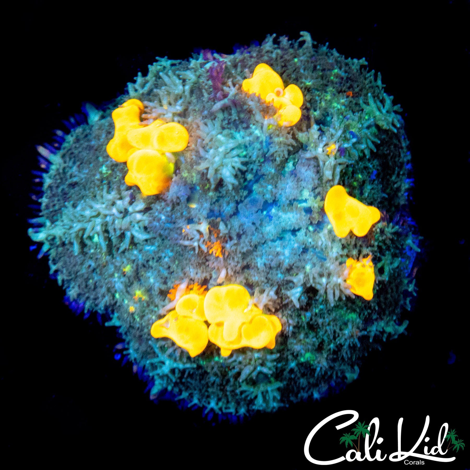 LARGE MYSTERY BOUNCE MUSHROOM