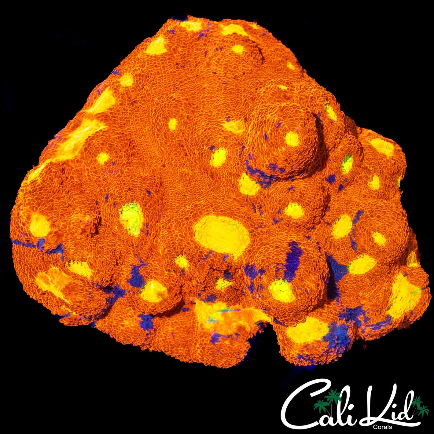 LARGE RAINBOW CHALICE COLONY