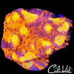 RARE RAINBOW EYE CHALICE COLONY