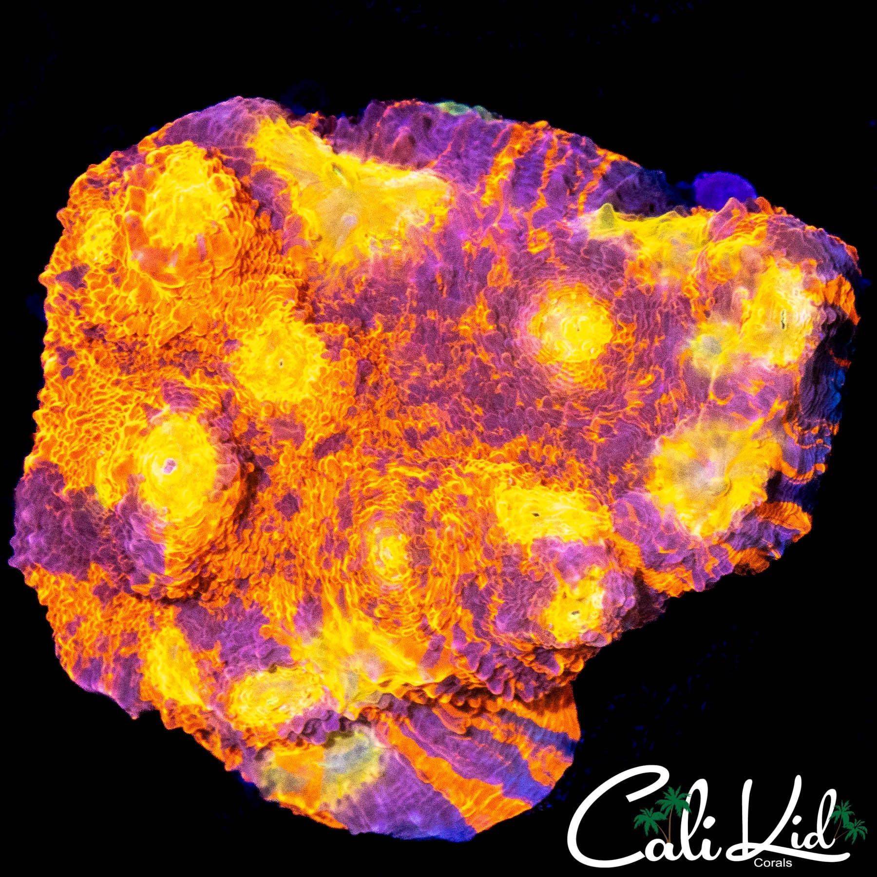 RARE RAINBOW EYE CHALICE COLONY