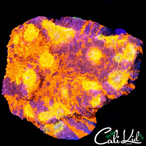 RARE RAINBOW EYE CHALICE COLONY