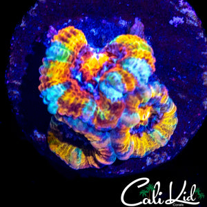 CK BOMBASTIC ACAN TRIPLE