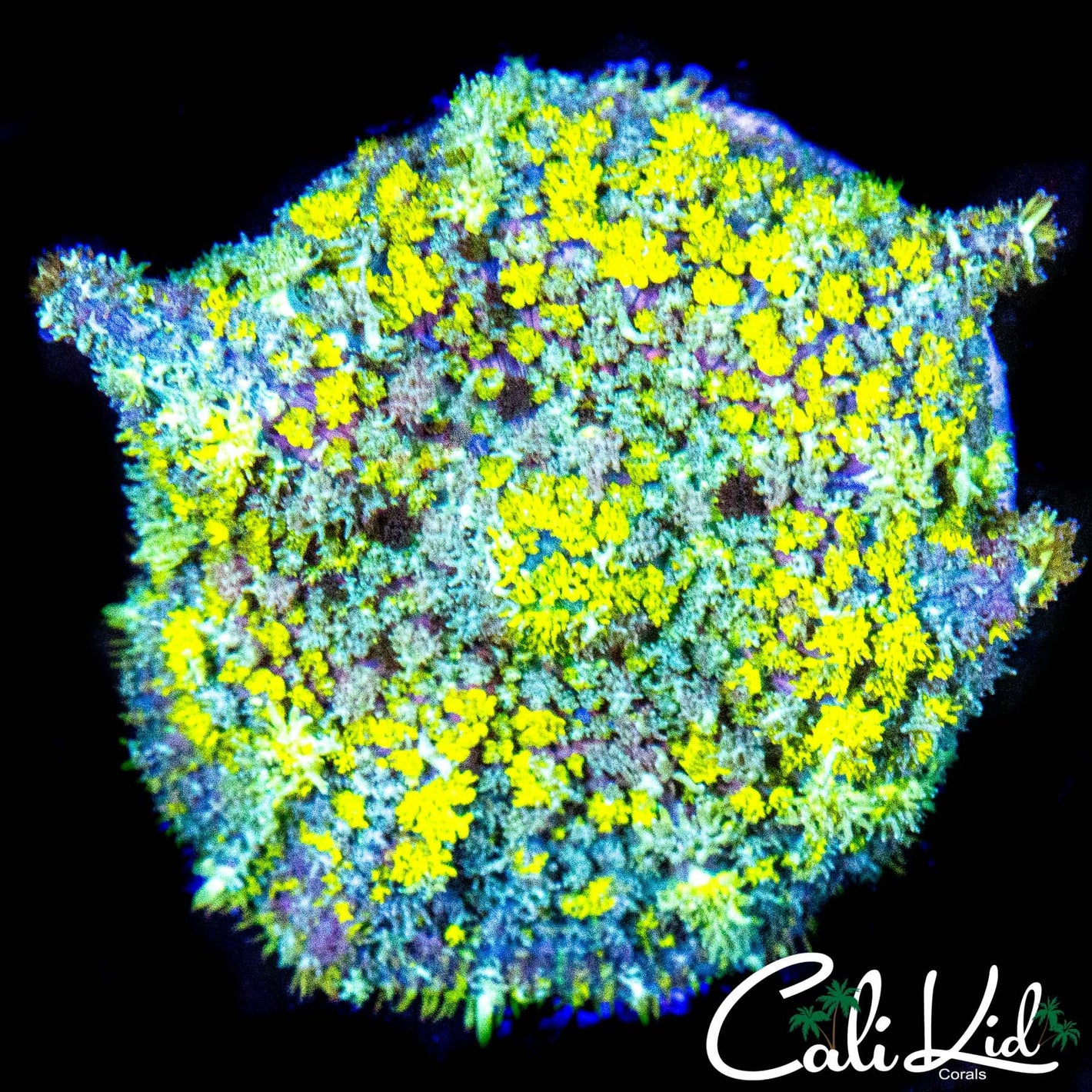 BEZERKER TYPE XL MUSHROOM