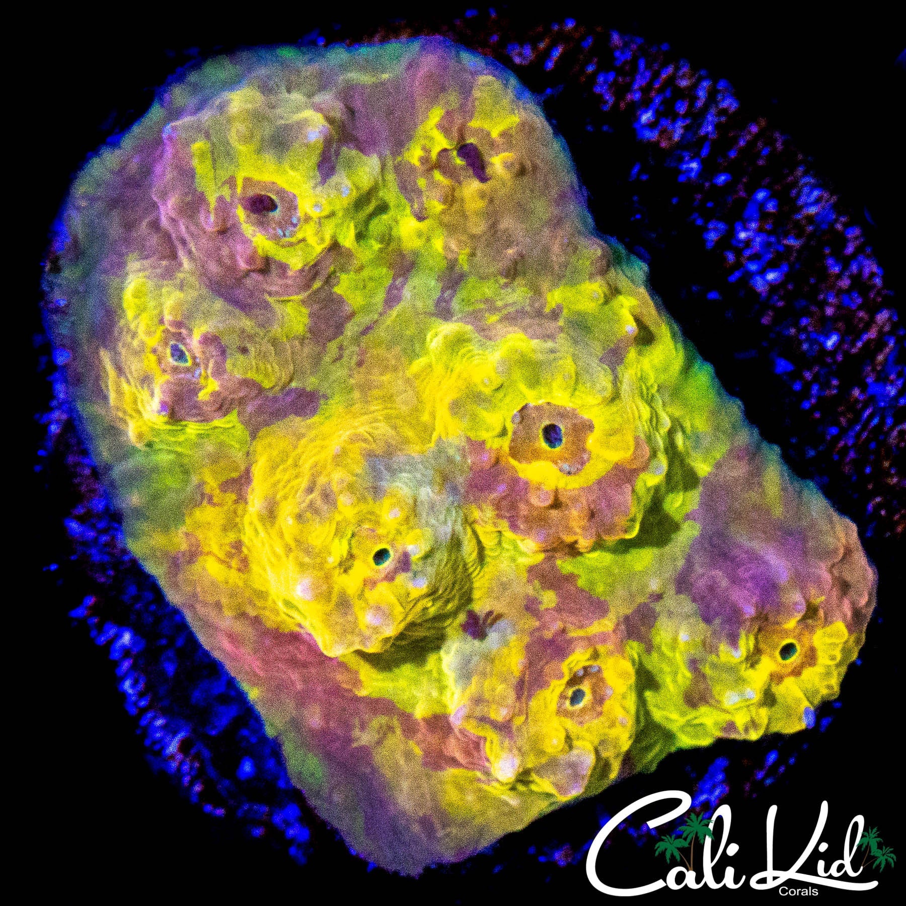 PICASSO CHALICE CHUNK