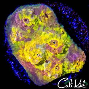 PICASSO CHALICE CHUNK