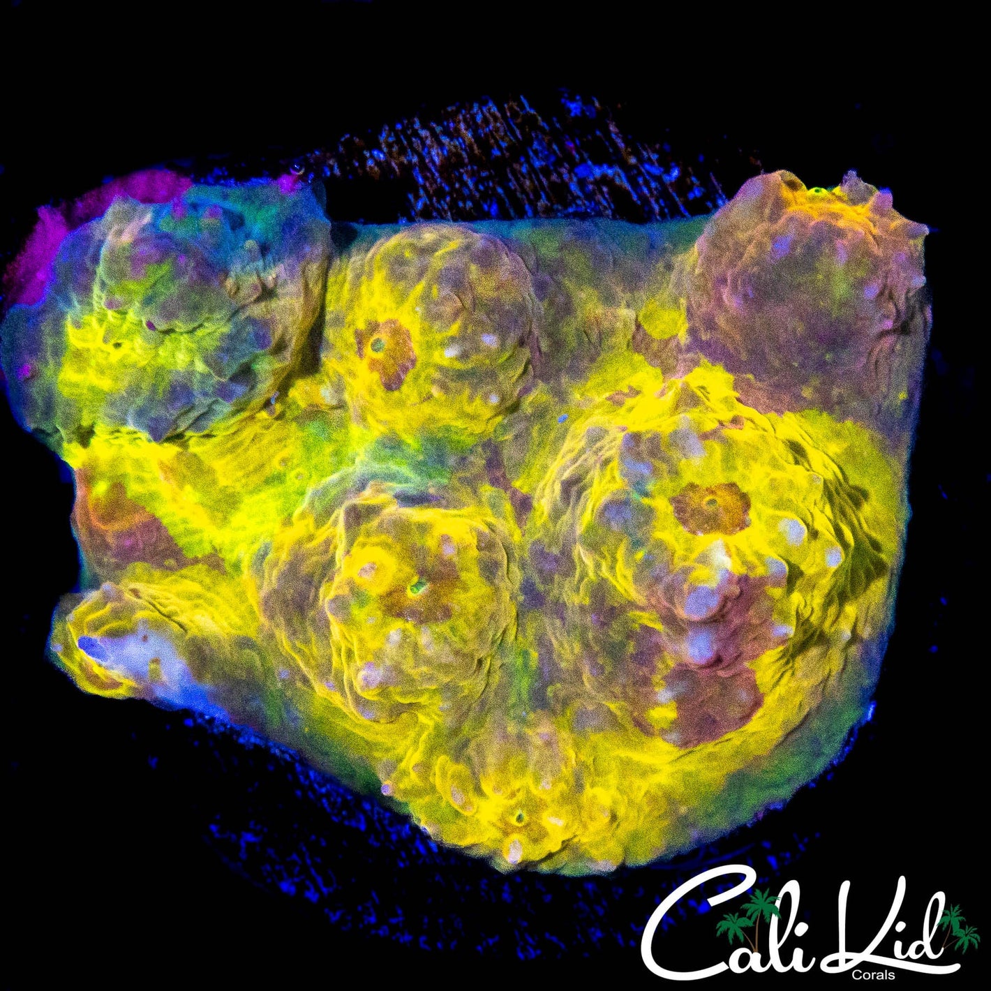 PICASSO CHALICE CHUNK