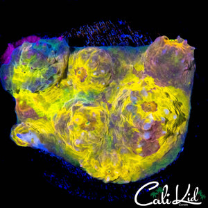 PICASSO CHALICE CHUNK