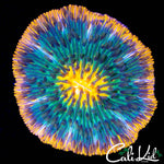 ULTRA RAINBOW FUNGIA
