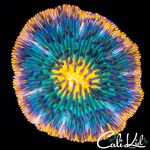 ULTRA RAINBOW FUNGIA