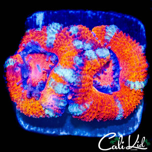 WHITE STRIPE ACAN DOUBLE