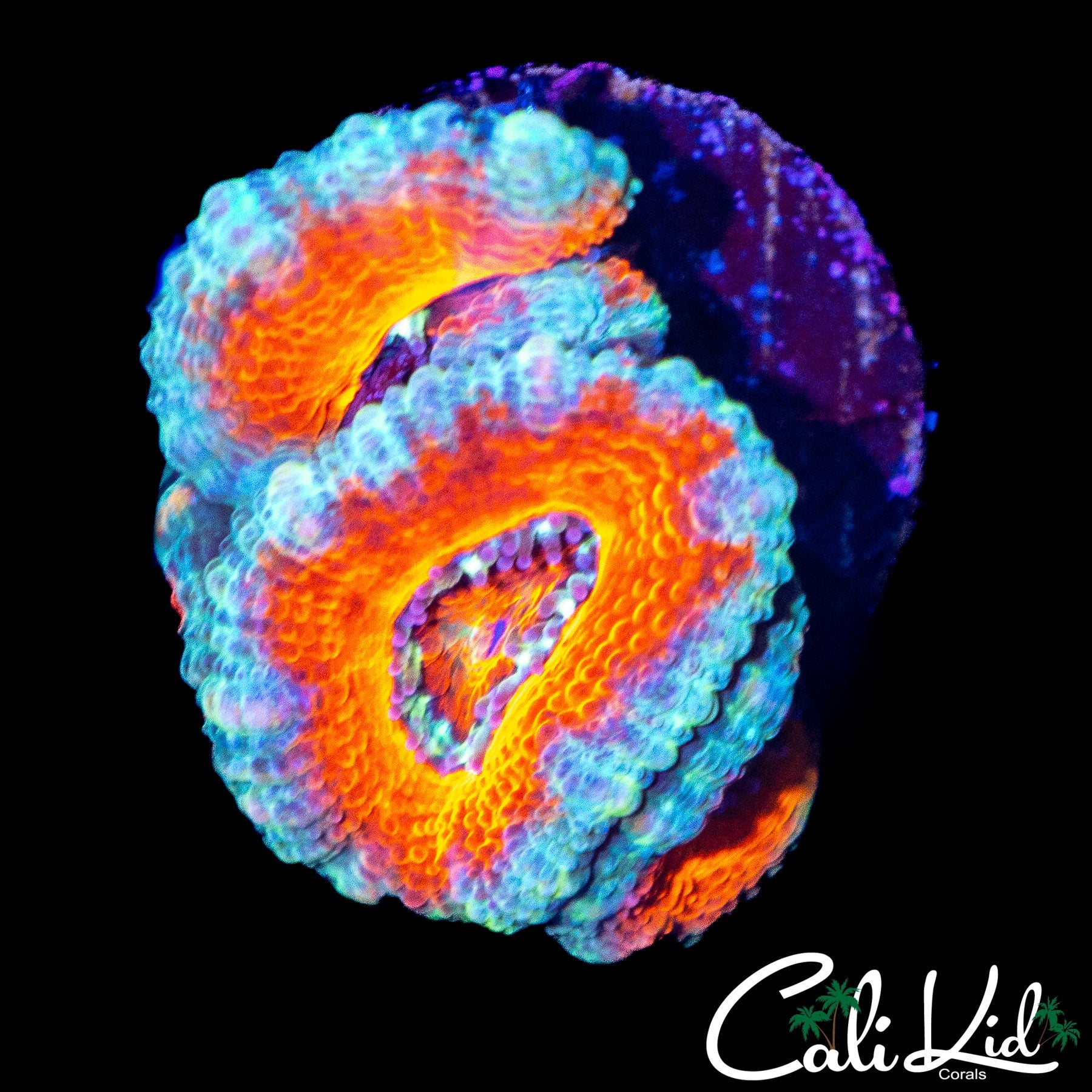 ULTRA ACAN QUAD