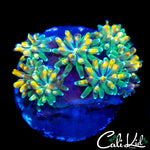 CK KALEIDOSCOPE GALAXIA