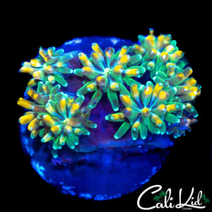 CK KALEIDOSCOPE GALAXIA
