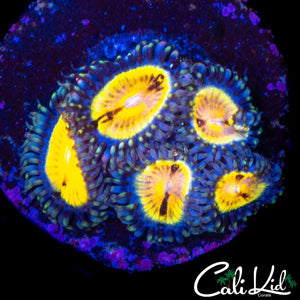 MYSTERY ZOA MINI COLONY