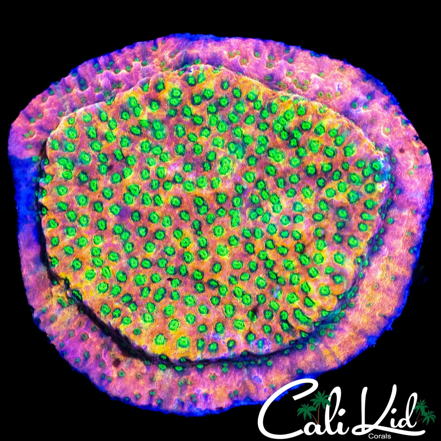 RAINBOW SUNSET MONTI CHUNK
