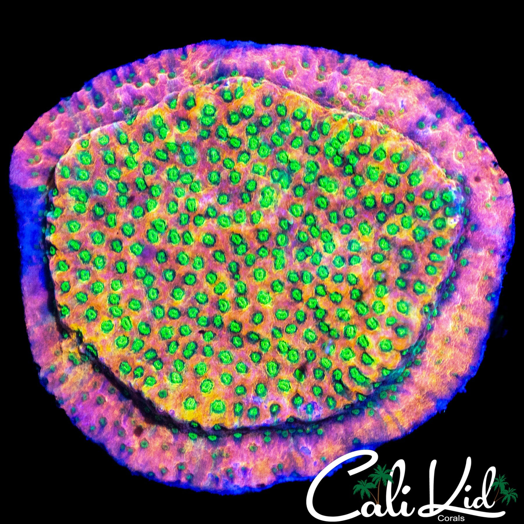 RAINBOW SUNSET MONTI CHUNK
