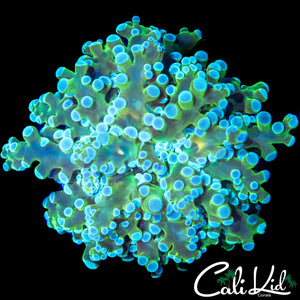BI COLOR BRANCHING FROGSPAWN