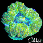 CHUNKY ULTRA BOWERBANKI
