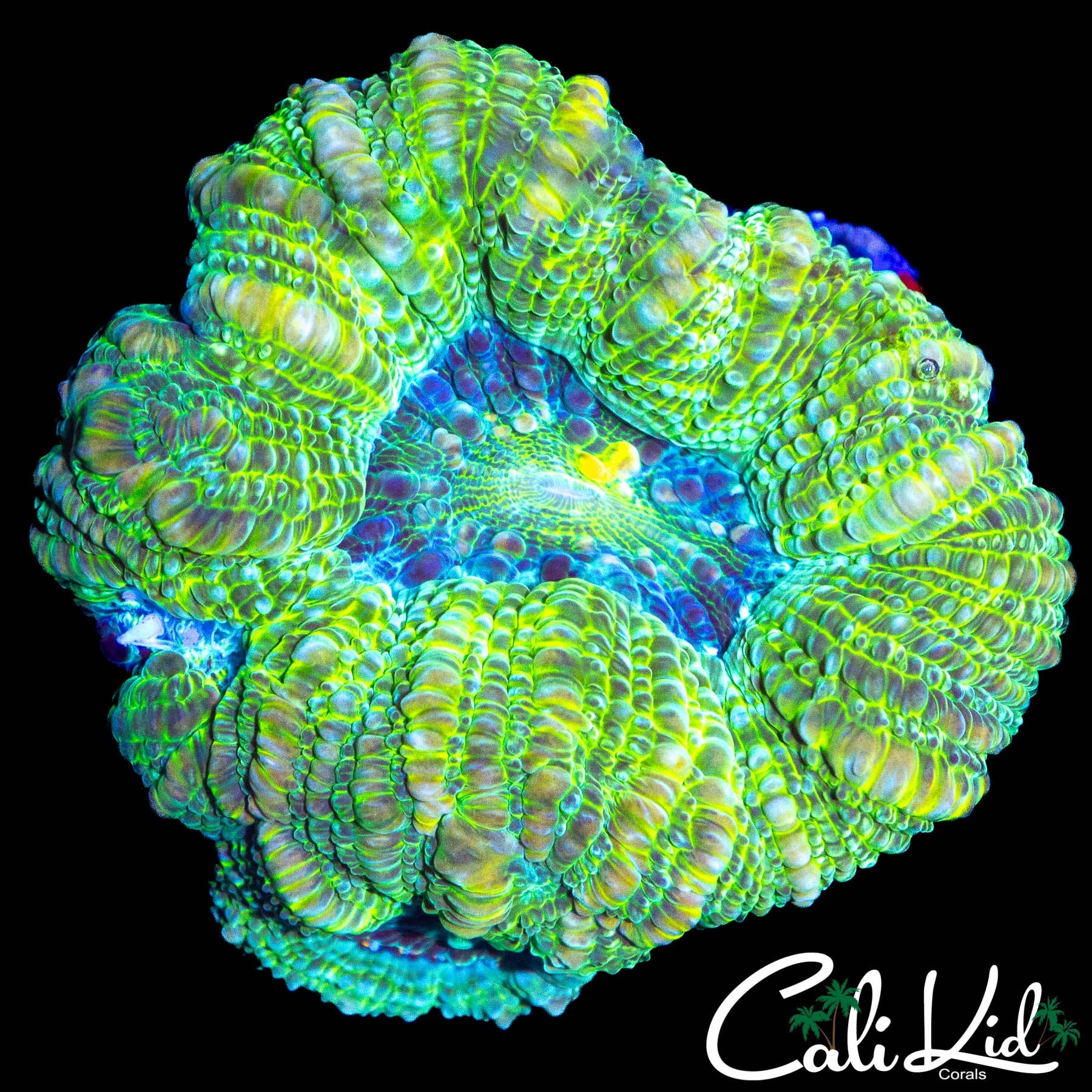 CHUNKY ULTRA BOWERBANKI