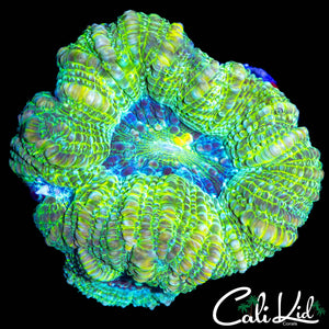 CHUNKY ULTRA BOWERBANKI