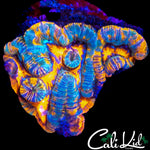 BEAUTIFUL RAINBOW WILSONI
