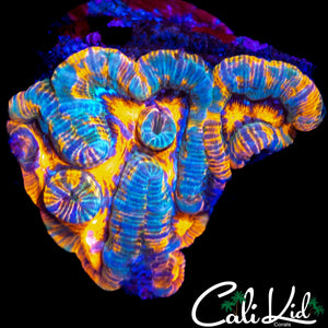 BEAUTIFUL RAINBOW WILSONI