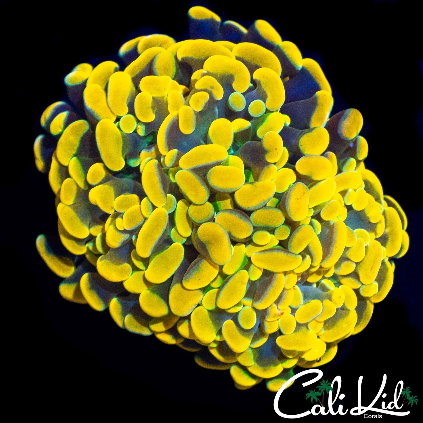 HONEYCOMB BRANCHING HAMMER